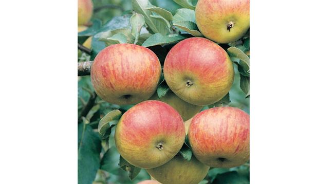 Сорт яблони Вымпел: устойчив ко всем переменам