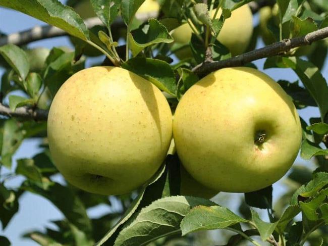 Сорт яблони Голден Делишес — характеристика и особенности выращивания