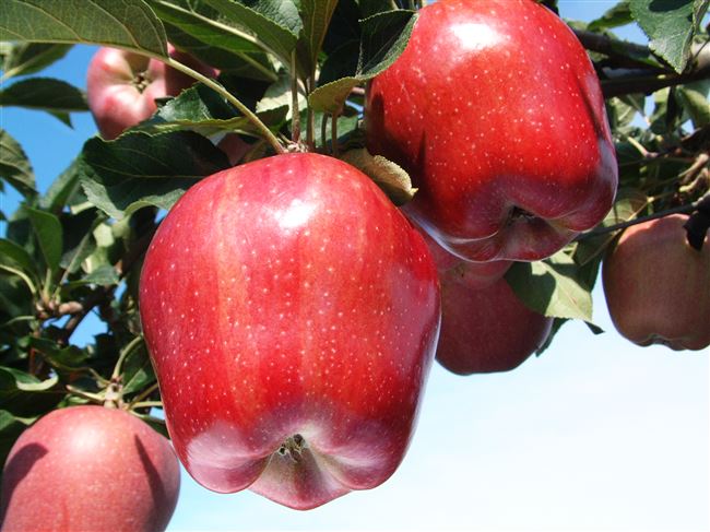 Старейшая яблоня Ред Делишес