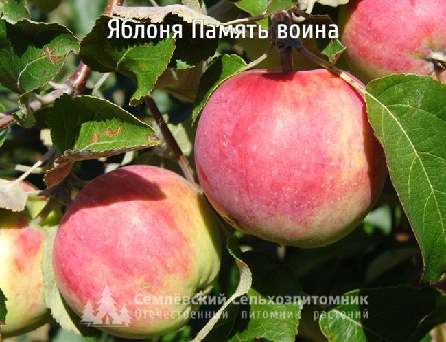 Сорта яблони — НИИCC имени М.А. Лисавенко