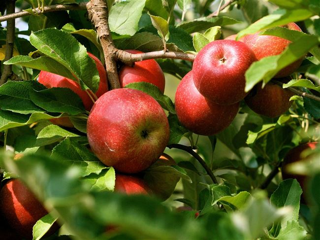 Высокоурожайная яблоня Эрли Женева: описание сорта