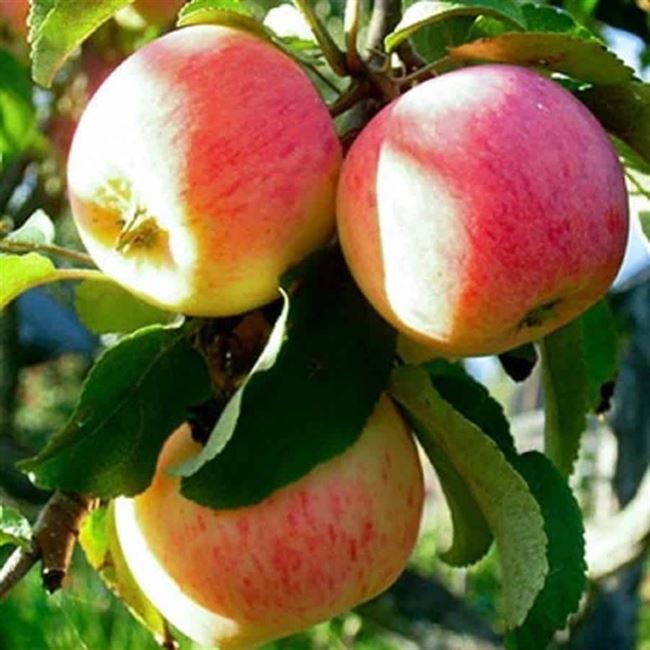 Описание сорта яблони Зарево