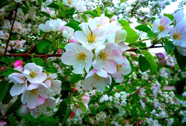 Отзыв: Садовое растение Яблоня "Зарянка" - Лучше нету того цвета, когда яблоня цветет.
