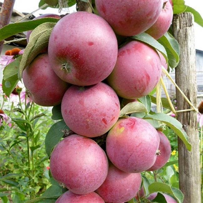 Декоративное значение колонновидных яблонь (колоновидная яблоня)