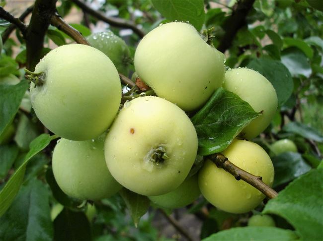 Сорт яблони Белый налив — выращивание, правила ухода, опылители