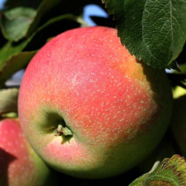 Описание сорта яблони Розовый налив: фото яблок, важные характеристики, урожайность с дерева