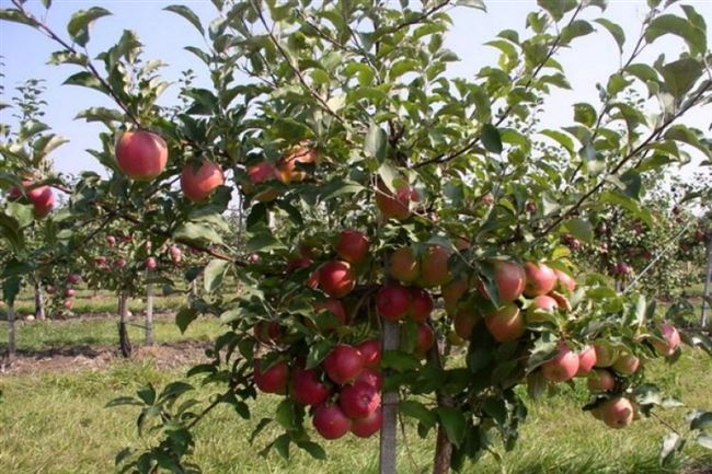 Лучшие сорта яблонь низкорослых | Lifestyle | Селдон Новости