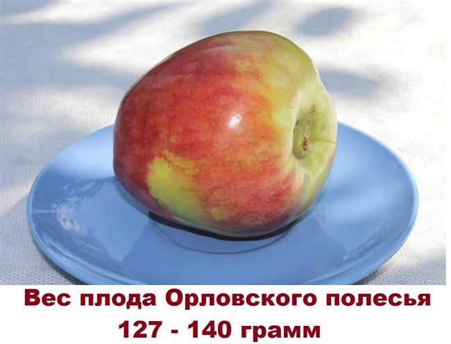 Зимостойкий, урожайный и устойчивый к болезням — сорт яблони «Орловское Полесье»