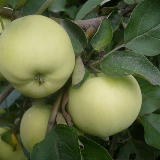 Зимостойкая яблоня Папироянтарное