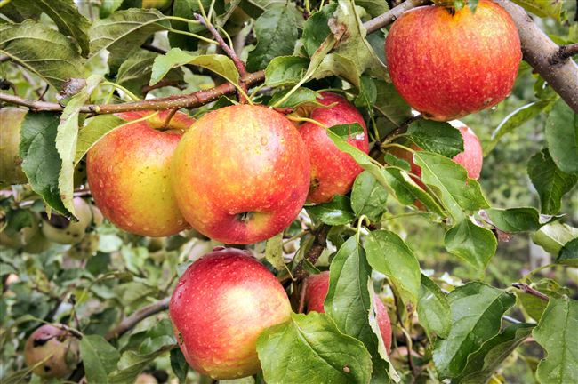 Продолжая знакомство с зимними разновидностями яблонь, которые отличаются не только хорошей лёжкостью, но и отменным вкусом, обязательно стоит упомянуть немецкий сорт Пинова (также известный под именами Corail, Sonata, Pinata). Создали…