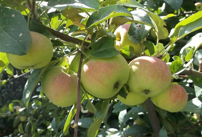Описание яблони сорта Подарок садоводам и тонкости выращивания