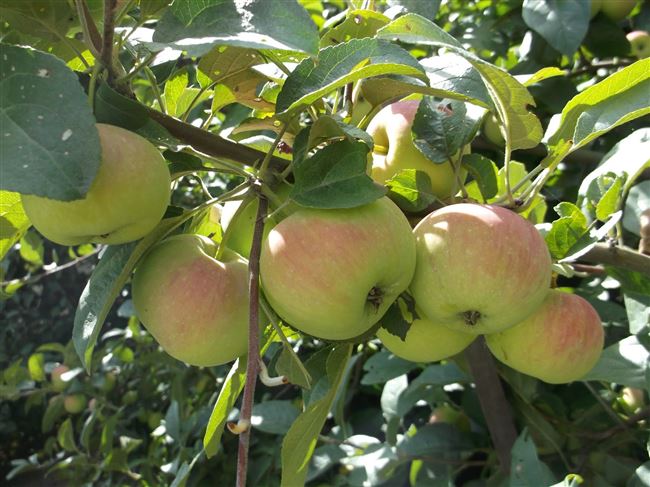 Яблоня Подарок садоводам: описание и характеристики сорта, выращивание, отзывы