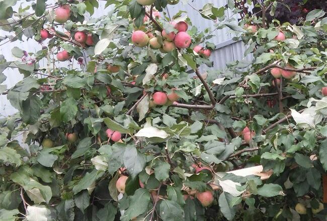 Описание и характеристики плодов сорта яблонь Приземленное, особенности выращивания и ухода