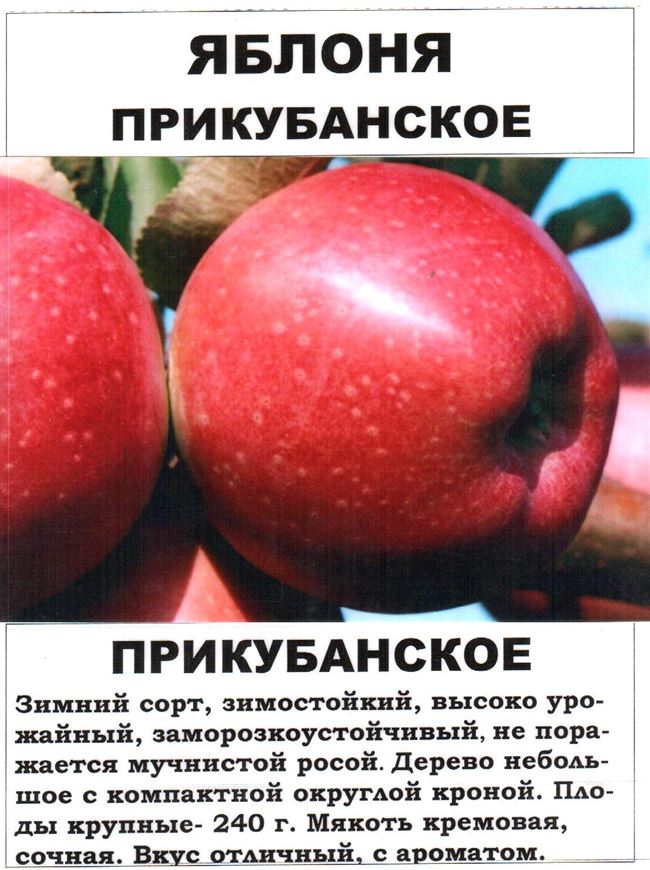 Яблоня Прикубанская: описание сорта, отзывы садоводов и технология посадки