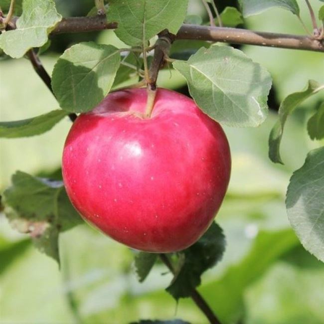 Яблони сорта Раннее алое