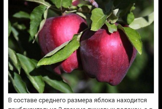 Яблоня Ред Делишес – выращивание и полезные свойства