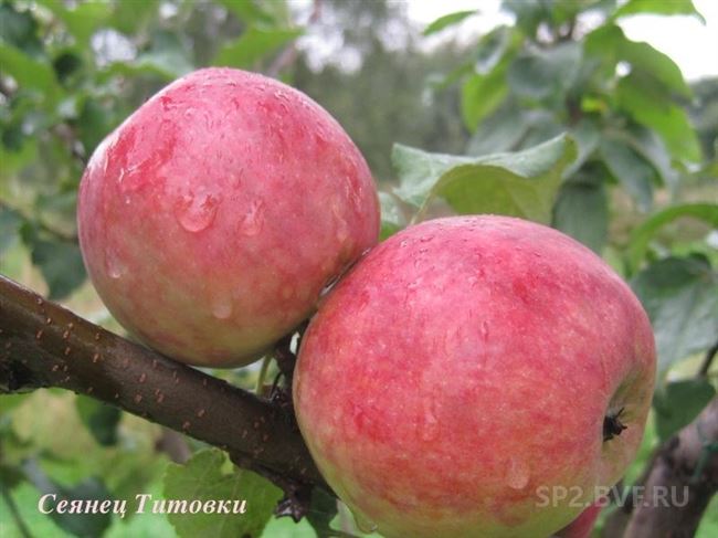 Описание сорта яблонь Сеянец Титовки, история селекции и оценка плодов