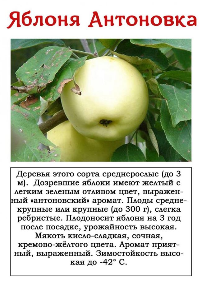 Вид плодовой культуры: Яблоня, сорт: СИМВОЛ. Подробное описание, характеристики, достоинства и недостатки.
