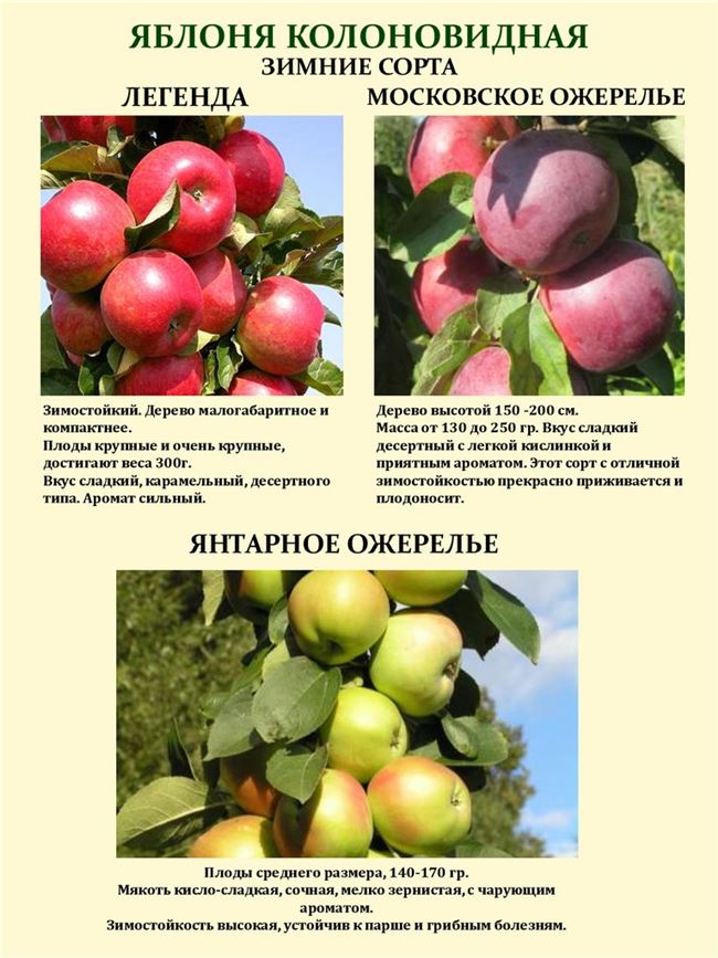 Вид плодовой культуры: Яблоня, сорт: СТРЕЛА. Подробное описание, характеристики, достоинства и недостатки.