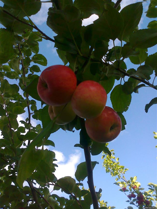 Сурхурай – сладкая летняя яблоня для Сибирских морозов