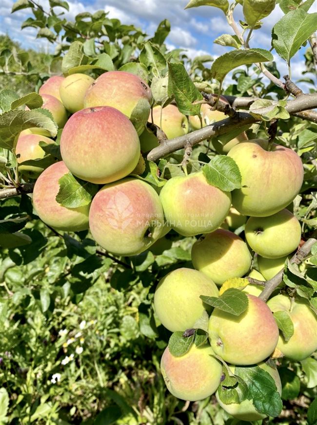 Яблоня Толунай — продуктивность сорта и вкусовые качества