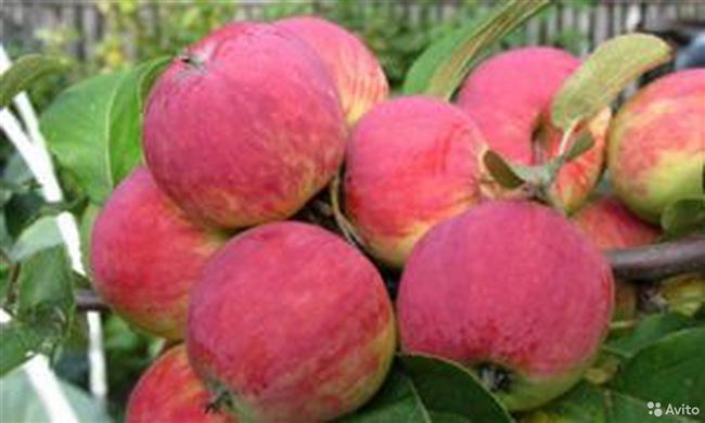 Описание сорта яблони Уралец: фото яблок, важные характеристики, урожайность с дерева