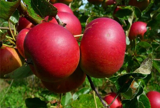 Описание сорта яблони Услада