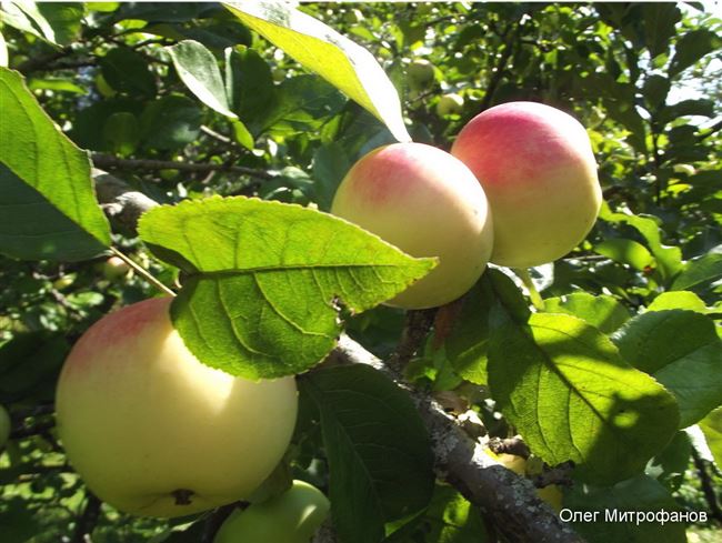 Отзыв: Яблоня садовая сорт "Феникс алтайский" - Отличный сорт с вкусными, сочными и ароматными яблочками
