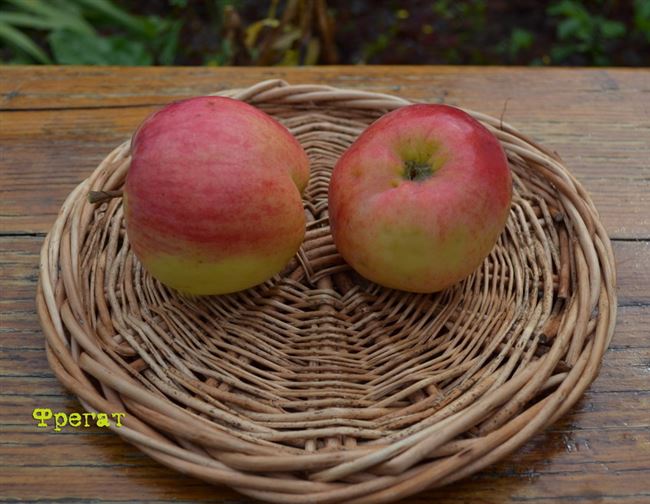 Описание сорта яблони Фрегат и ее характеристики, морозостойкость и урожайность