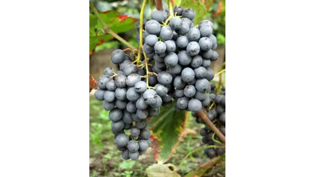 Сорт винограда Агат Донской, описание с характеристикой и отзывами, особенности посадки и выращивания, фото