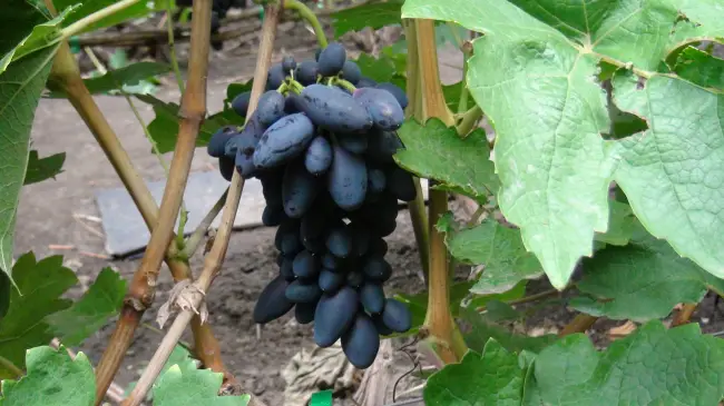 Виноград Академик: описание сорта и правила выращивания + отзывы