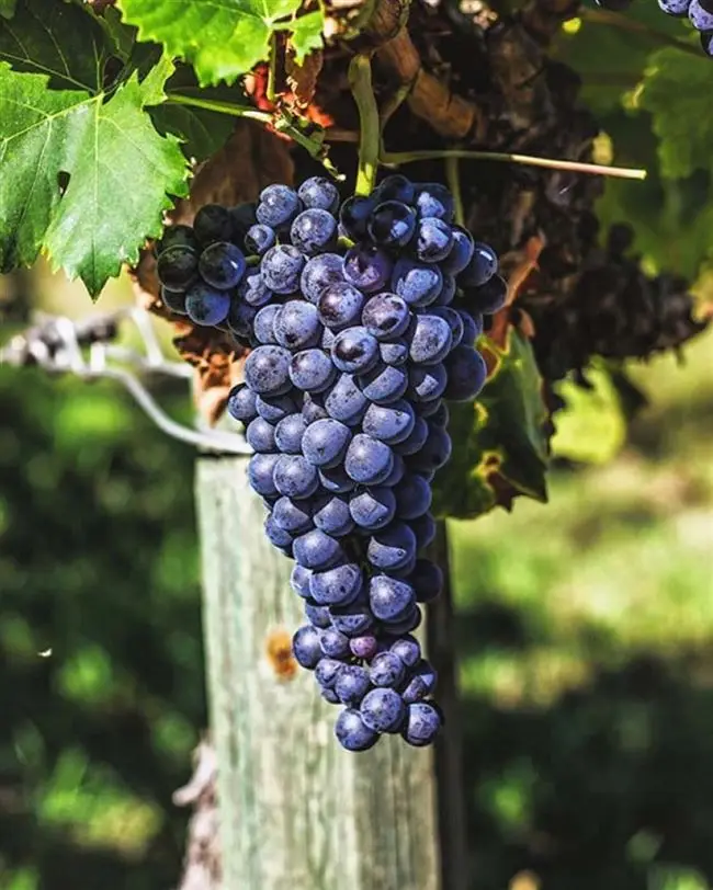 Алеатико (Aleatico). Сайт об итальянском вине. Сорта винограда и сортовое вино.