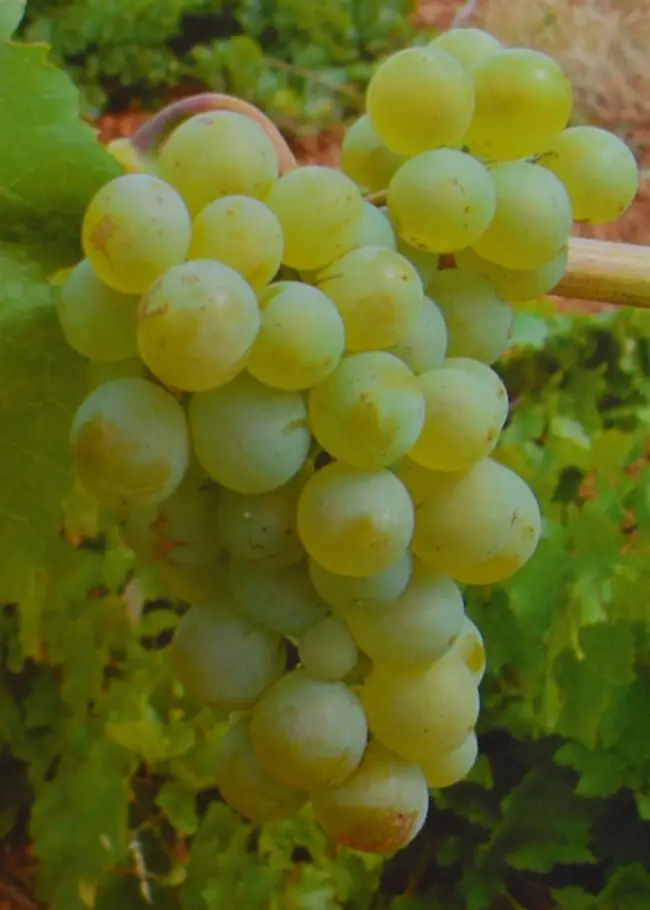 Виноград «Алиготе» — описание, фото и характеристики сорта