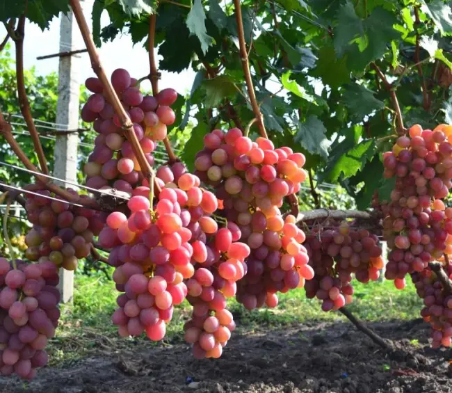 Виноград Анюта: описание сорта с характеристикой и отзывами, особенности посадки и выращивания, фото
