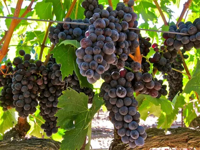 Столовый сорт винограда — Асма (Асма черная)