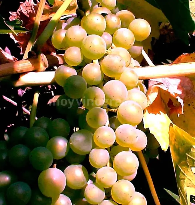 Бианка — сорт винограда