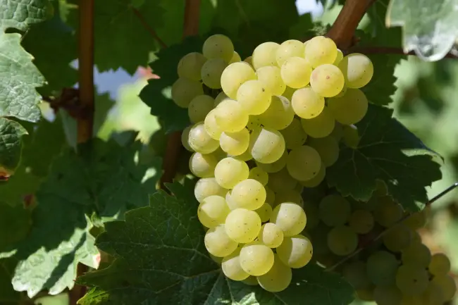 Верделло (Verdello) сорт винограда. Описание вин, характеристики, отзывы, оценки