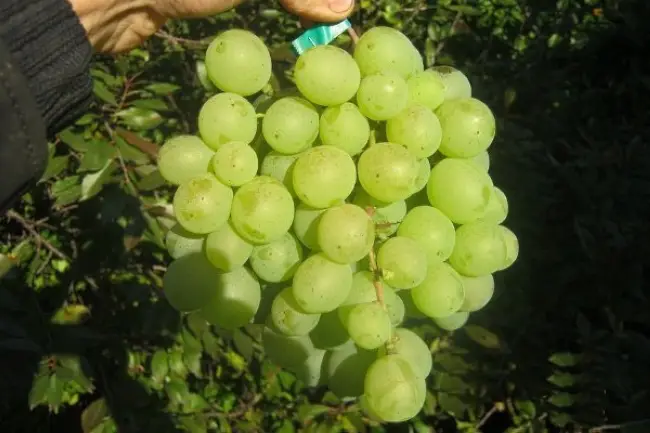 Виноград Восторг: описание сорта с характеристикой и отзывами, особенности посадки и выращивания, фото