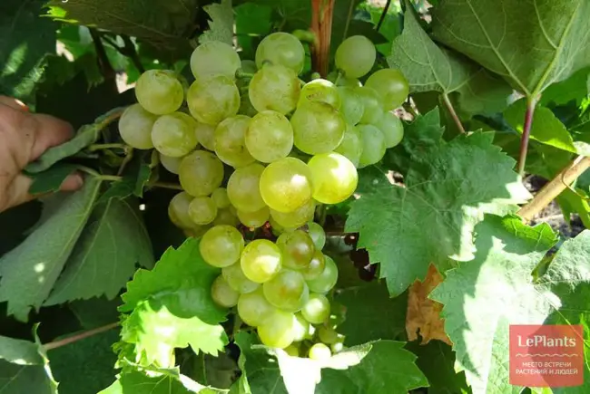 Галан — сорт винограда. Описание, фото, характеристики