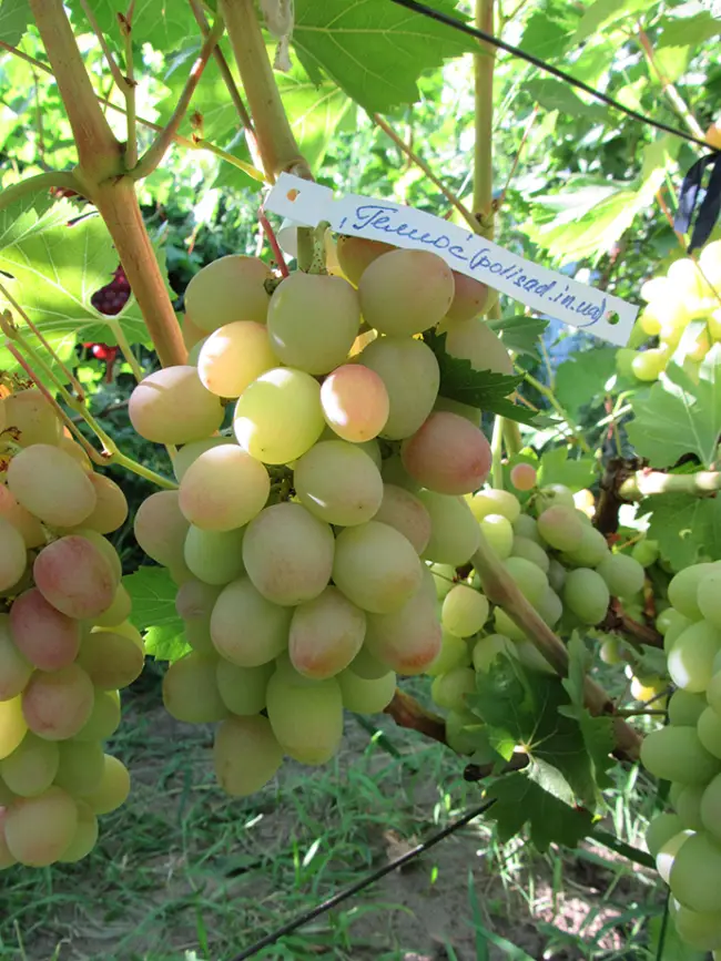 Описание и характеристики сорта винограда «гелиос»