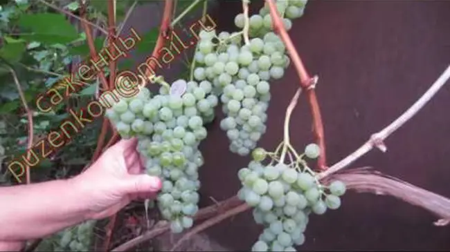 Виноград гечеи заматош описание сорта — Гёчеи Заматош (Goecseji Zamatos) — Форум виноград