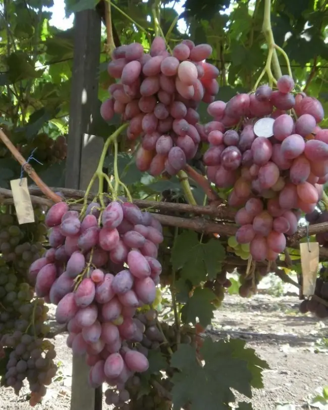 Простой, надежный, неприхотливый — виноград сорта «Денисовский»