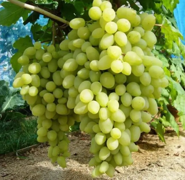 Солнечная ягода удивительного вкуса — виноград «Долгожданный»