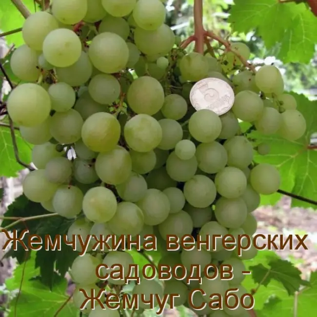 Жемчуг Сабо — описание сорта, виноград Жемчуг Сабо