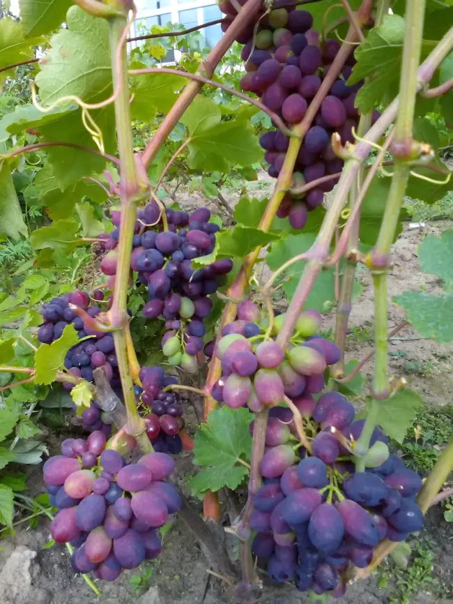Виноград Кодрянка: описание сорта, особенности посадки и выращивания
