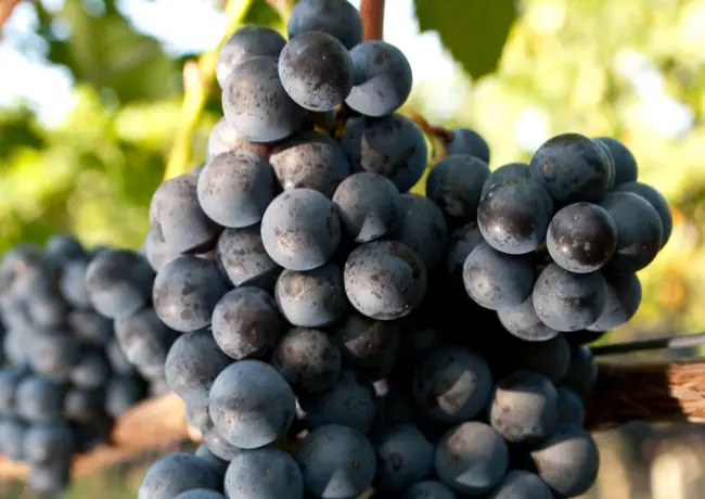 Кокур: крымский сорт винограда, его происхождение и как выбрать вино