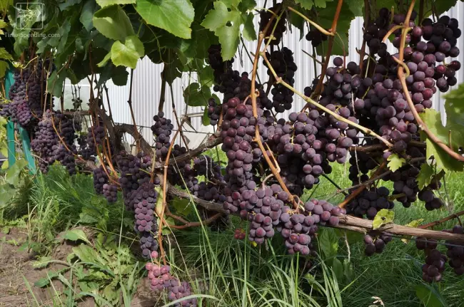 Конкорд (виноград) — Википедия