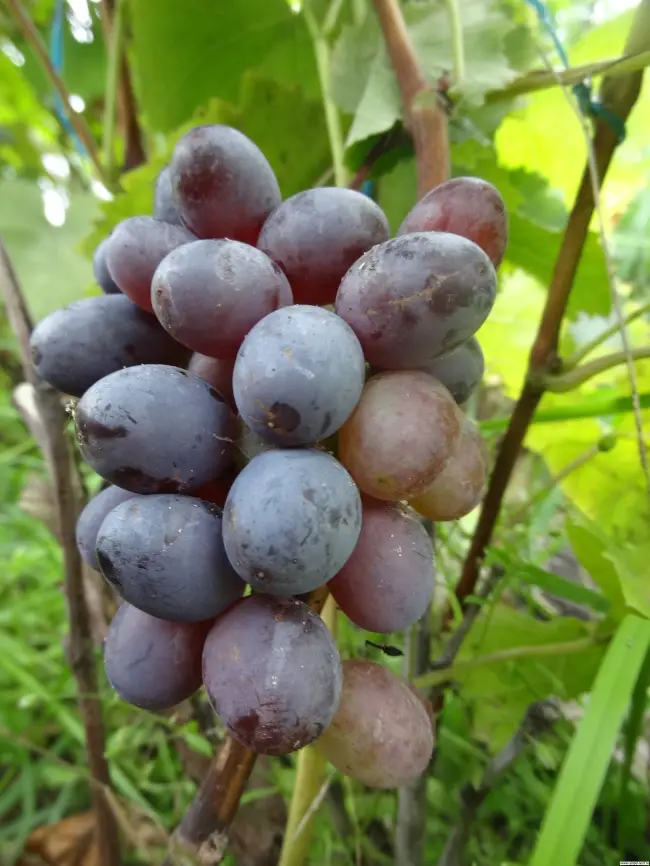Описание и выращивание винограда сорта Коринка русская