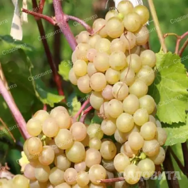Сортовая характеристика винограда Краса Севера (Ольга)