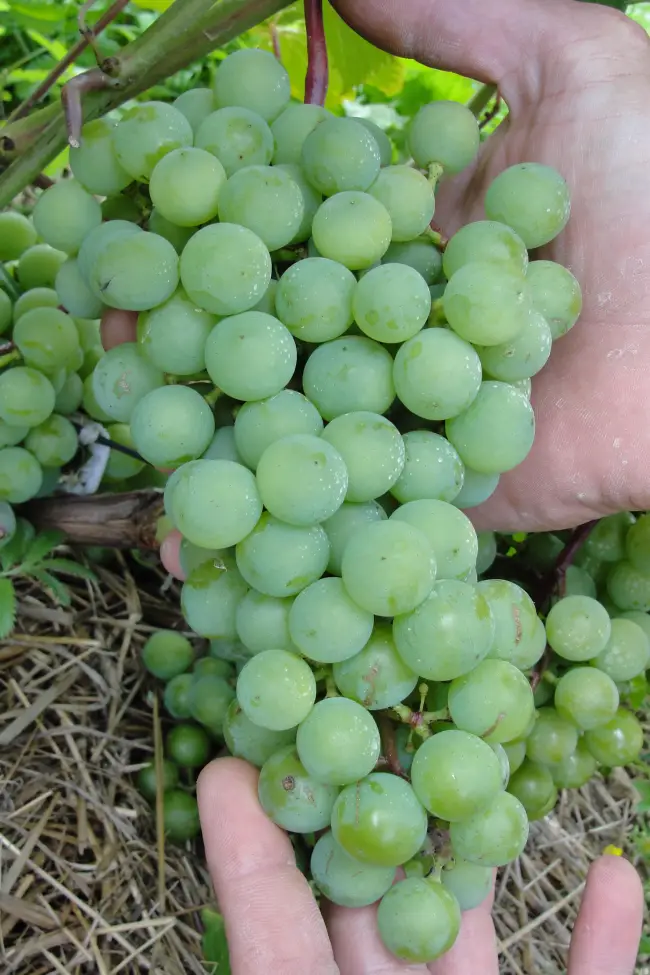 Виноград сорт Красень: описание, правила выращивания, фото и видео